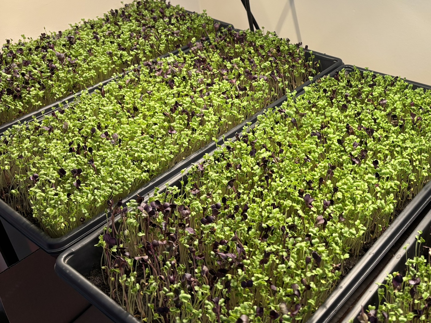 Microgreens